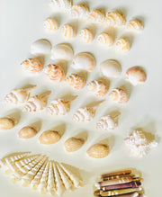 10 Sea Spines - My Playroom 