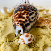 Natural Large Kowok Shell 1 Piece - My Playroom 