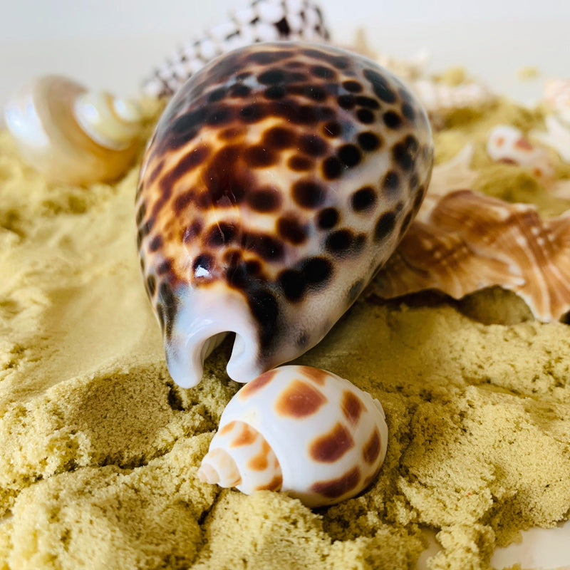 Natural Large Kowok Shell 1 Piece - My Playroom 