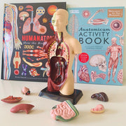 Human Anatomy Model - 27cm - 8 Pieces 8yrs+ - My Playroom 