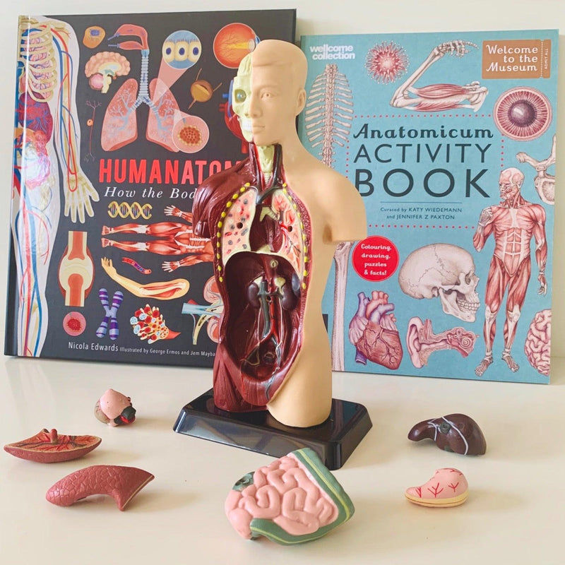 Human Anatomy Model - 27cm - 8 Pieces 8yrs+ - My Playroom 