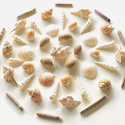 10 Sea Spines - My Playroom 