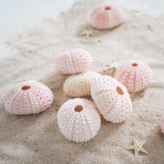 Rose Urchin 2 piece 3cm-4cm - My Playroom 