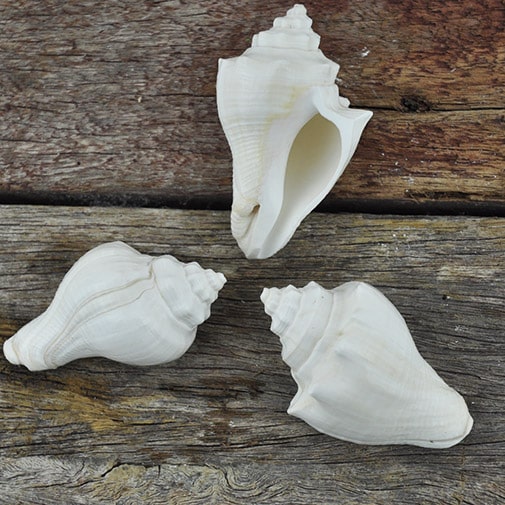 Conch Shell White Each 5cm-7.5cm Ocean Nature Play Tools and Toys