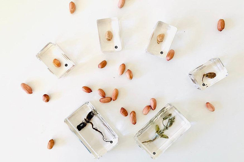 Peanut Life Cycle 6yrs+ - My Playroom 