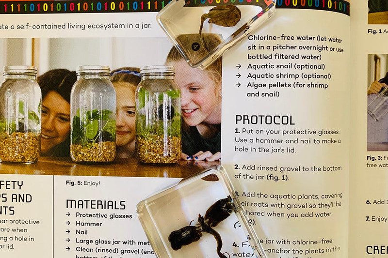 Peanut Life Cycle 6yrs+ - My Playroom 