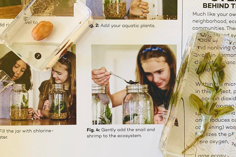 Peanut Life Cycle 6yrs+ - My Playroom 