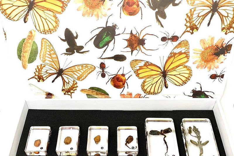 Peanut Life Cycle 6yrs+ - My Playroom 