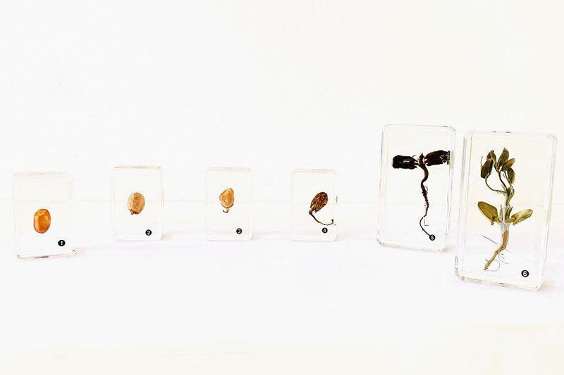 Peanut Life Cycle 6yrs+ - My Playroom 