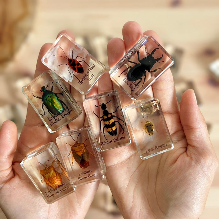 Beetles and Bugs Specimens Large Set 24pc 6yrs+