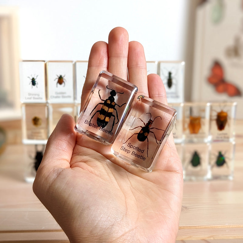 Mini Beasts Beetles and Bugs Specimens Large Set 24pc Best Seller By Knowledge Builder Science Range Early Science STEM Toys 6yrs+