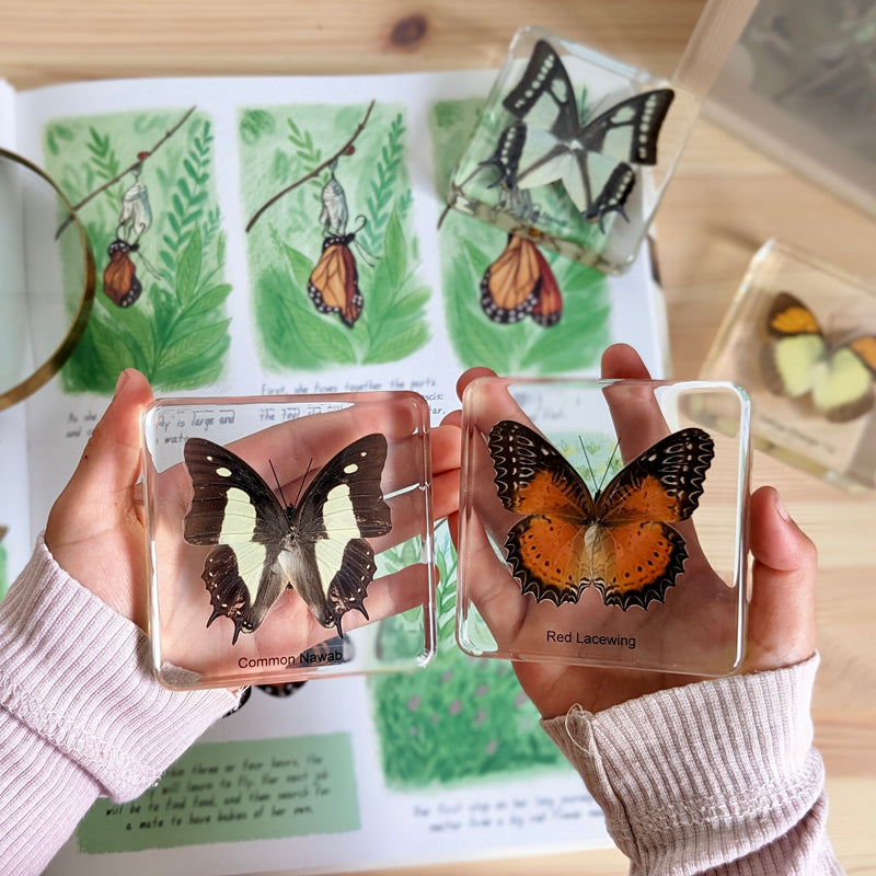 Mini Beasts Butterfly Specimens Basic Set 4pc By Knowledge Builder Science Range Early Science STEM Toys Best Seller 6yrs+