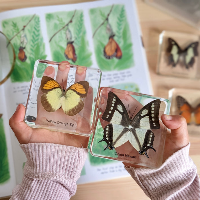 Butterfly Specimens Basic Set 4pc for 6yrs+