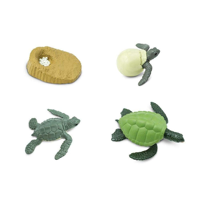 Safari Ltd Life Cycle of A Green Turtle Montessori Language Toy Figurine Collection 4yrs+