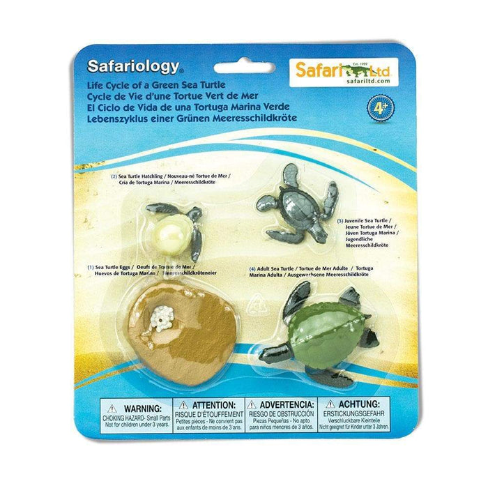 Safari Ltd Life Cycle of A Green Turtle Montessori Language Toy Figurine Collection 4yrs+