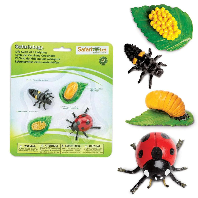 Life Cycle of a Ladybug Montessori Language Animal Figurines Collection by Safari Ltd Early Science STEM Bug Toys 4yrs+