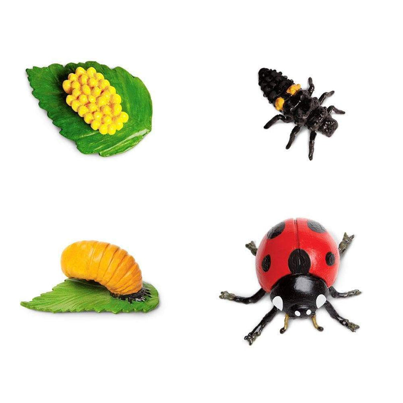 Life Cycle of a Ladybug Montessori Language Animal Figurines Collection by Safari Ltd Early Science STEM Bug Toys 4yrs+
