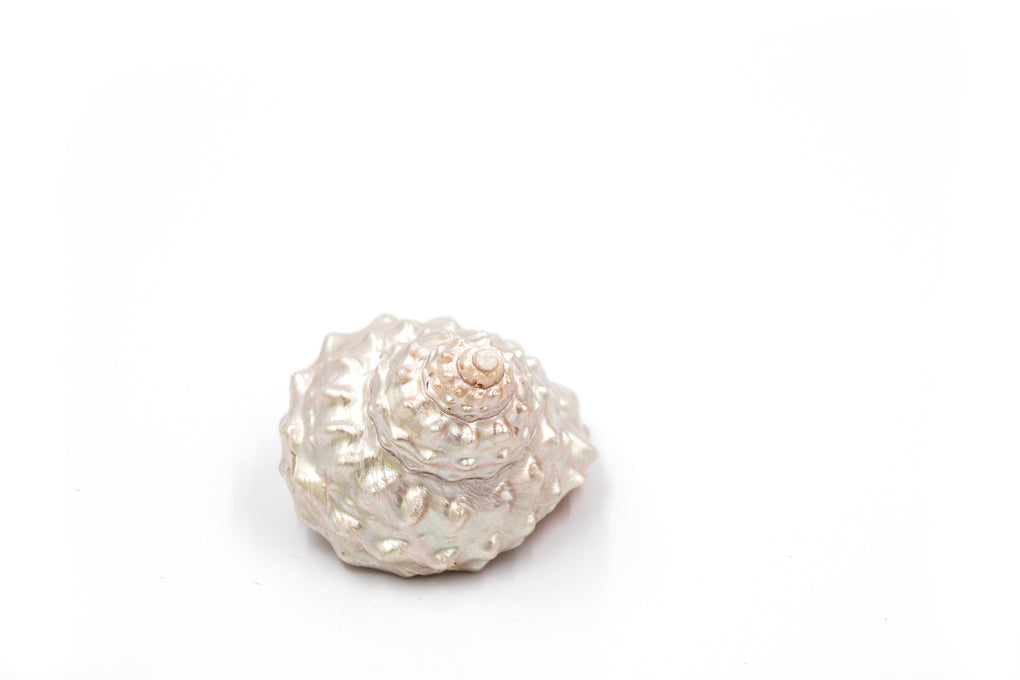 White Pearl Frilly Shell Each 5.5cm-7.5cm