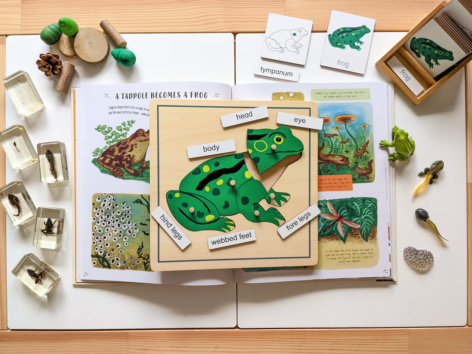 Frog Montessori Wooden Puzzle