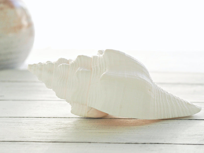 Conch Shell White Each 5cm-7.5cm Ocean Nature Play Tools and Toys