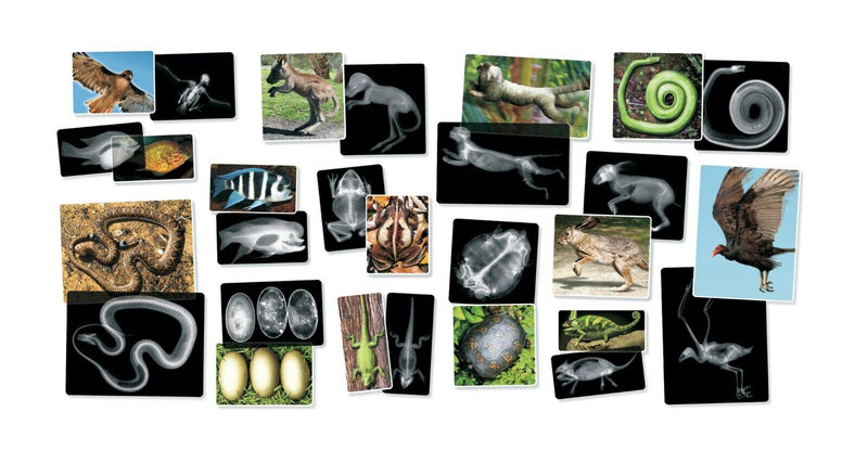 Animals X-Ray Cards By Roylco 10cm x 25cm 14pc Early Science STEM Toys 4yrs+