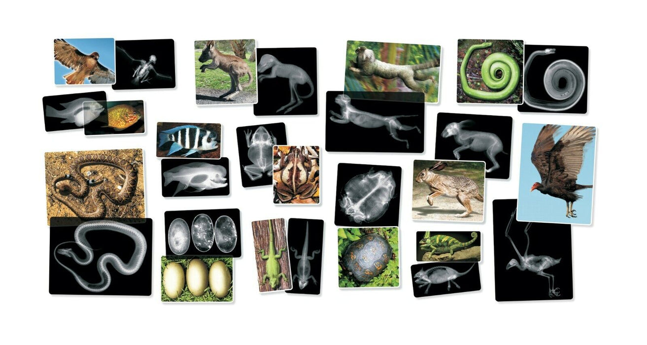 Animals X-Ray Cards 10cmx25cm 14Pc 4yrs+