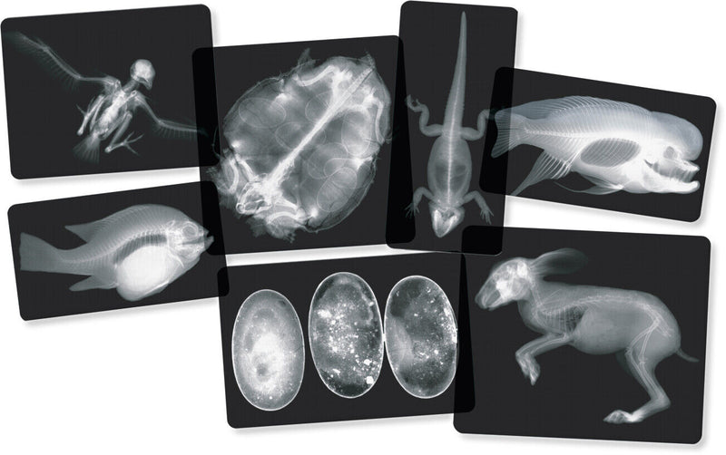 Animals X-Ray Cards By Roylco 10cm x 25cm 14pc Early Science STEM Toys 4yrs+