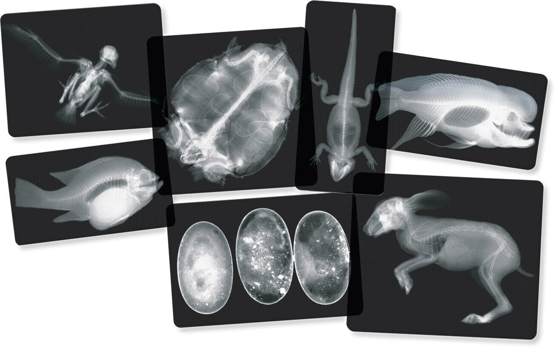 Animal X-Ray Cards 10cmx25cm 14Pc 4yrs+