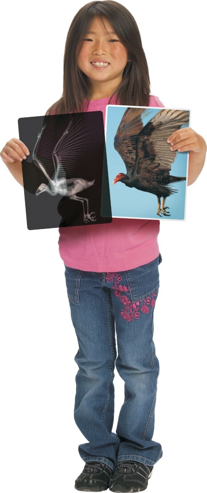 Animals X-Ray Cards By Roylco 10cm x 25cm 14pc Early Science STEM Toys 4yrs+