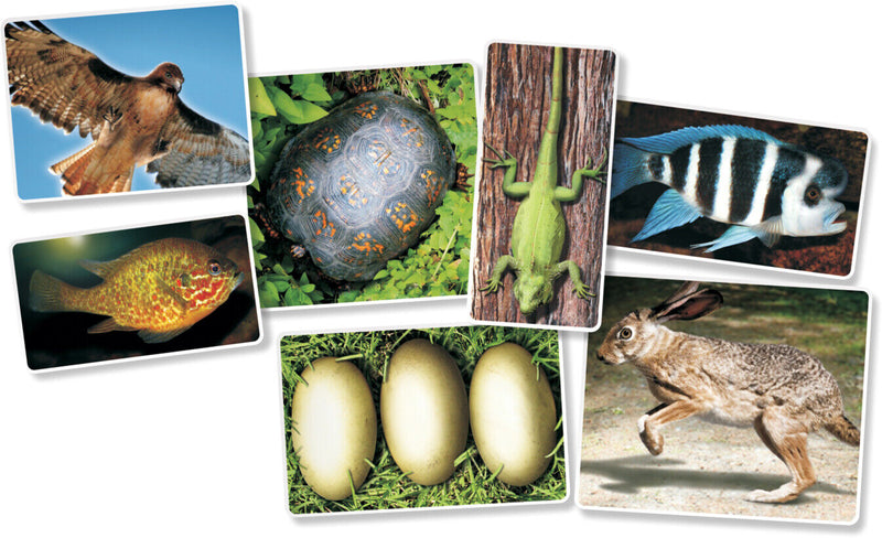 Animals X-Ray Cards By Roylco 10cm x 25cm 14pc Early Science STEM Toys 4yrs+