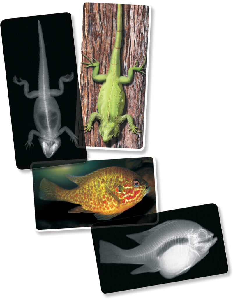 Animals X-Ray Cards By Roylco 10cm x 25cm 14pc Early Science STEM Toys 4yrs+