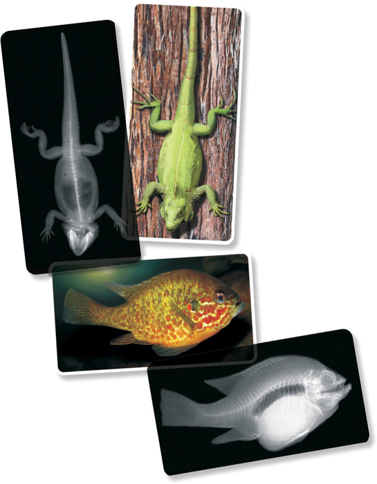 Animals X-Ray Cards 10cmx25cm 14Pc 4yrs+