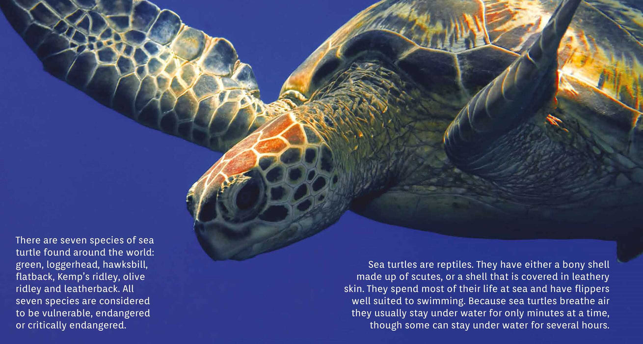 —　Sea　My　Turtles:　Playroom　On　the　Edge　(Paperback)