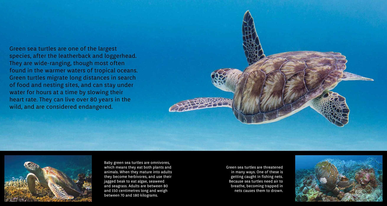 Sea Turtles: On the Edge (Paperback)