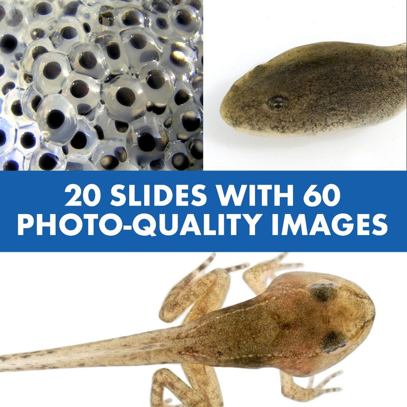 Geosafari® Jr Talking Microscope (featuring Bindi Irwin) by Educational Insights Early Science STEM Cognitive Developmental Toys for Kids 3yrs+